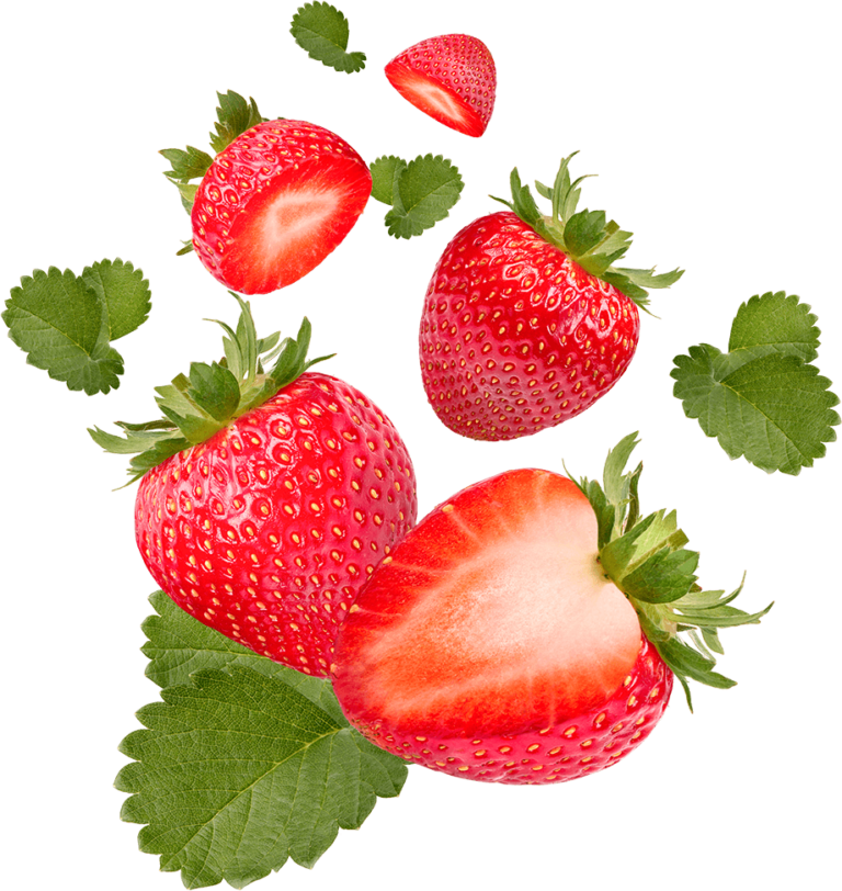 Reife Erdbeeren bei Gera selber pflücken
